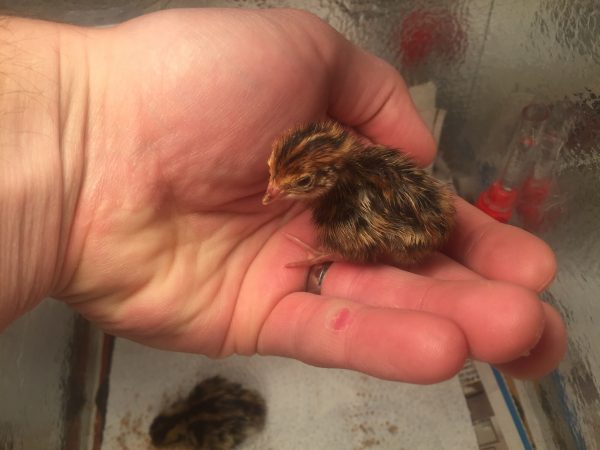 1 day old chick - dried out with feathers