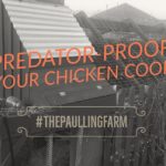 Predator proofing the chicken coop